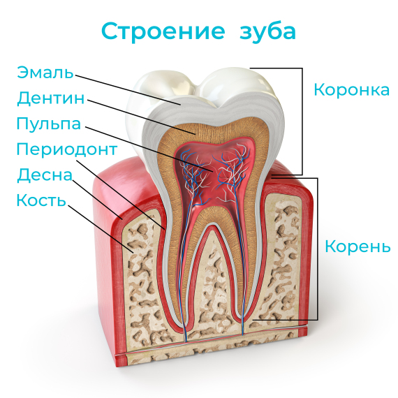 Виды кариеса по локализации